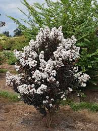 Popular in garden landscapes, crape myrtle trees produce masses of red, pink, purple, and white flowers throughout the summer. Crape Myrtle First Editions Lunar Magic Plant Me Green