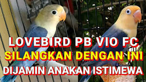 Beli lovebird pb vio online berkualitas dengan harga murah terbaru 2021 di tokopedia! Pasangan Yang Cocok Untuk Lovebird Pb Vio Fc Agar Anaknya Keluar Istimewa Youtube
