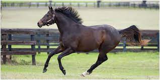 The Four Fastest Horse Breeds In The World
