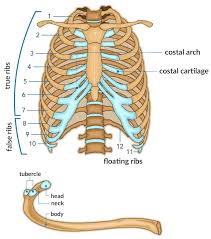 Above the hilum of the lung is an arched groove for the azygos vein , and above this is a wide groove for the superior vena cava and right brachiocephalic vein ; Chest And Back Pain All Questions Answered Liebscher Bracht