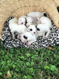 Collection by george dodson • last updated 3 weeks ago. Llewellin Setter Pups Litter 140