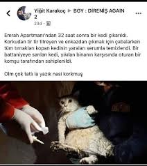 2 244 Begenme 27 Yorum Instagram Da Kedi Cat Kediler Saykodelicats Kiyamam Ya Nasilda Korkmus Bizi Takip Edin Saykodelic 2020 Kedi Instagram Manzara