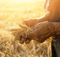 Grain Sorting | Wheat, Barley and Oat | Bühler Group