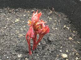 Unlike most perennials, they don't need to be dug and divided. Peony Panic Birdsong Blossoms