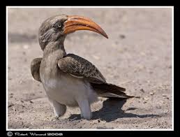 Birds Of South Africa Identification Botswana Bird Identification Bradfield S Hornbill South African Birds Birds Bird Identification