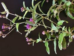 Image result for Gutenbergia cordifolia