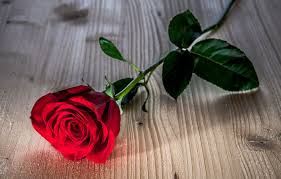 Gambar kelopak bunga mawar jatuh. Tragedi Bunga Mawar Halaman 1 Kompasiana Com