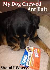 My Dog Chewed Ant Bait Should I Worry Dog Discoveries