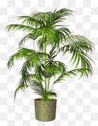 Potted Plant Pot Png Transparent Clipart Image And Psd File For Free Download Flower Pots Flower Png Images Green Flower Pots