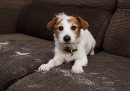 My favorite solution for picking up pet hair is pretty simple — it's dryer sheets. How To Easily Remove Pet Hair From Your Apartment Essex