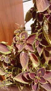 Image result for Coleus melleri