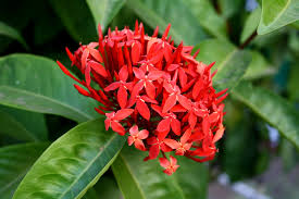 Image result for Ixora seretii
