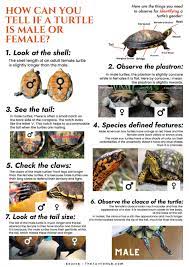 How Can You Tell If A Turtle Is Male Or Female? – The Turtle Hub