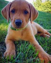 At red diamond labs we start all of our puppies on nuvet we highly recommend you do continue this when. Cuban Link Dog Chain Custom Dog Chain Handmade Dog Collar Dog Gift Great Dog Gifts Fox Red Lab Red Lab Puppies Labrador Puppy