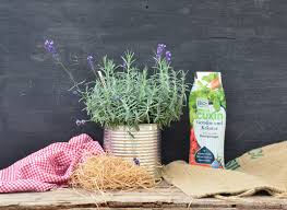 Lavendel Schneiden Dungen Und Kalken Plantura Lavendel Schneiden Lavendel Pflanzen