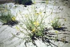 Image result for Cleome angustifolia