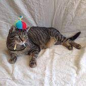 Propeller Beanie Hat For Cats