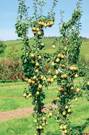 Saulenobst Grosse Ernte Auf Kleinem Raum Obst Pflanzen Ernte