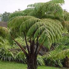 Image result for Cycnium recurvum