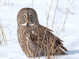 great gray owl identification all about birds cornell lab