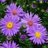A red car, my blue jeans, the big white mountain etc. Add Fall Color With Asters Costa Farms