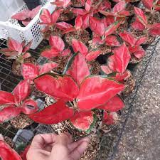 Jual Tanaman Hias Aglonema Suksom Pohon Hias Aglaonema Suksom Jaipong Terbaru Juni 2021 Blibli