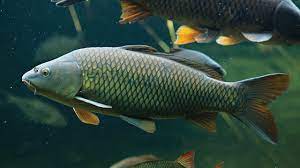 Dengan jumlahnya spesies ikan air tawar yang banyak, seputar 1. Ikan Mas Ikan Air Tawar Yang Mudah Dibudidaya Greeners Co