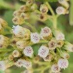 Image result for Pluchea dioscoridis