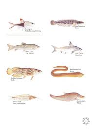 Check spelling or type a new query. Ikan Air Tawar Di Malaysia