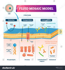 Fluid Mosaic Model Vector Illustration Labeled Cell Membrane Structure Infographic Educational Schem In 2020 Cell Membrane Structure Cell Membrane Membrane Structure