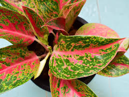 The pineapple plant produces more oxygen than most, therefore improving the air quality in a room, which in turn creates a better. 20 Best Plants For Cleaning Indoor Air 2021 Hgtv