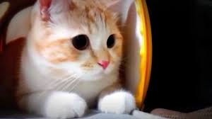 Kucing akan telihat sangat menggemaskan ketika masih kecil. 10 Foto Kucing Anggora Lucu Yang Bikin Gemes