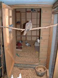 Either a perch or a nest box can be put inside. Converted Shed Pigeon Talk