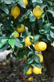 Zitronenbaum Pflege So Zuchten Sie Richtig Einen Zitronenbaum Lemon Tree Lemon Plant Citrus Trees