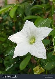 Image result for Coccinia grandis