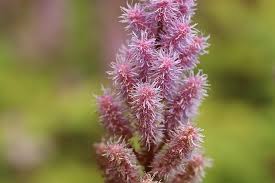 Eventually, the flowers will dry on the stalks but should stay in place. How To Winterize Astilbe Plants Guide Gardenisms