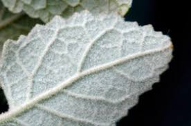 Image result for Buddleja dysophylla