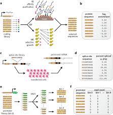 MAVE-NN: learning genotype-phenotype maps from multiplex assays of variant  effect | bioRxiv