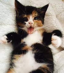 happy calico found in the rain sevimli kediler hayvanlar evcil hayvanlar