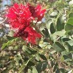 Image result for Schotia capitata