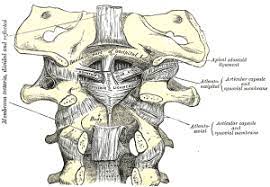 Around the aoj.1 the aoj connects the occipital. Alar Ligaments Physiopedia
