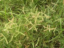 Image result for Dactyloctenium aegyptium