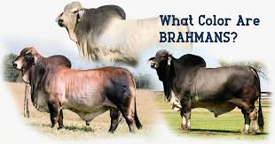 May 28, 2021 · the brahman cattle is a very popular breed in it's native area and some other countries around the world. What Color Are Brahmans B R Cutrer Inc