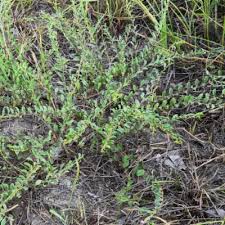 Image result for Ptycholobium plicatum