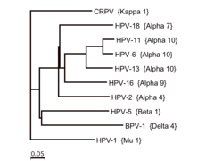 Hepatitis delta virus (hdv) is a serious coinfection of the hepatitis b virus (hbv) that is estimated to patients and caregivers or other family members sometimes noted different barriers to adequate care. Papillomaviridae Wikipedia