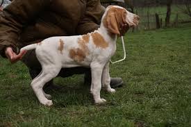 Image result for italský krátkosrstý ohař