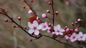 It bloomed profusely throughout may and june, and produced a few buds again in the fall. How To Identify Spring Blossom National Trust