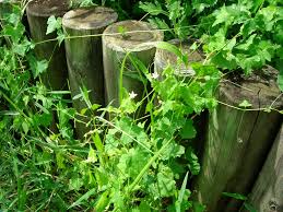 Image result for Zehneria parvifolia