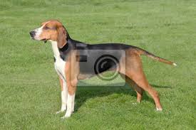 Image result for anglický barvář