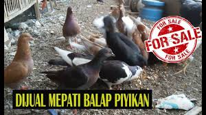 Contoh video melatih piyik merpati balap terbang cepat & tembak super keras hasil anak merpati balap castila,marina dan zodiac#piyikmerpatibalap#melatihpiyik. Di Jual Merpati Balap Piyikan Berbagai Trah Atau Keturanan By Gambirselat Channel